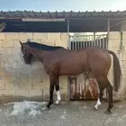 حصان سبوق