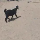 تيس للبيع