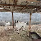 تيس بيشي رباع مد وجنب و رتفاع
