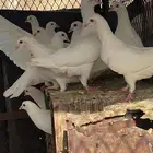حمام فرنسي لاحم