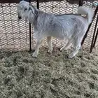 تيس سوري امهات فواخر
