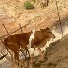 حسيل البيع عمره 6 شهور