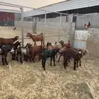 العرضية الجنوبية