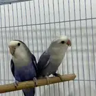 زوج روز اليف