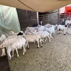 غنم متابيع للبيع