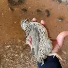 بيض سمان ياباني 10 الطبق