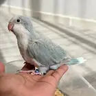 كويكر دايلوت