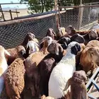 ذبايح سواكني فاخرة