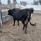 ثيران طيبات على شرط