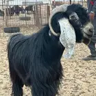 تيس للييع