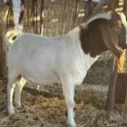 تيس بورقت
