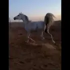 حصان للبيع