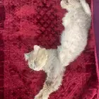 قط امريكى شيرازى للتبنى
