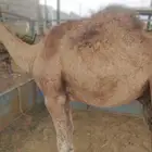 قعود للبيع