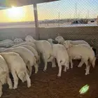 ذبايح حري ذبائح نعيمي شرط ذبح وتوصيل