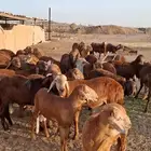طليان سواكني تربية