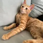 قطط للتبني