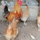 دجاج لوهمان بياض