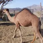 حشو للبيع