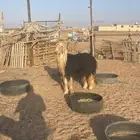 الحناكيه