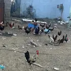 دجاج بلدي العمر من 7ايلا8شهور الصحه شرط