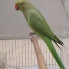 دره هندي أنثى للأنتاج (تم البيع)