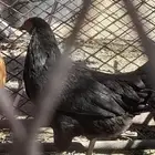 ديك وا دجاجه الدجاجه عليه 3 بيضات توه تبيض وديك بلدي