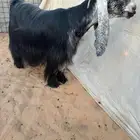 عرض بيع عنز عارضيه دافع. ضغط عالي