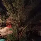 نخلتين للبيع برنيه