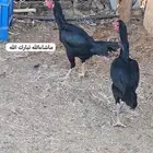 دجاج شامو الماني حضان شرط