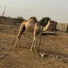 حاشي للبيع