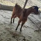 تيس جذع للبيع