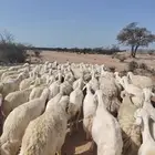 غنم صنف مقنوي