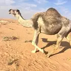 نياق لقحات مواطي