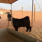 تيس