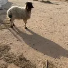 ذبايح خرفان نعيم جذعان طيبه