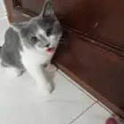 قطط للتبني