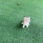 قطط كيتن سكوتش ( تم البيع )