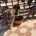 جراوه جيرمن شيبرد سيبل بيور