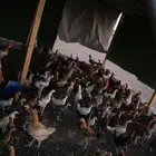 دجاج