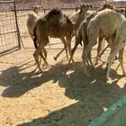 حشو قعدان للبيع