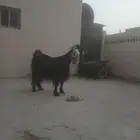 سوق المواشي الاحساء