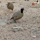 شنير ابو خد اسود اعاقيب للبيع
