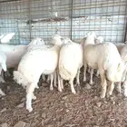 رخال مهجنه ابوها حري والام رفيد عدد20