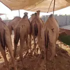 حاشي صومالي إعداد وفيره لأصحاب الجمله والملاحم