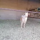تيس قزمي
