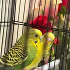 زوجين بادجي