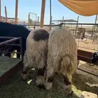 خرفان نعيمي