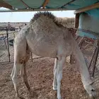 قعود للبيع