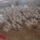 صوص بلدي محصن عمره 16 يوم